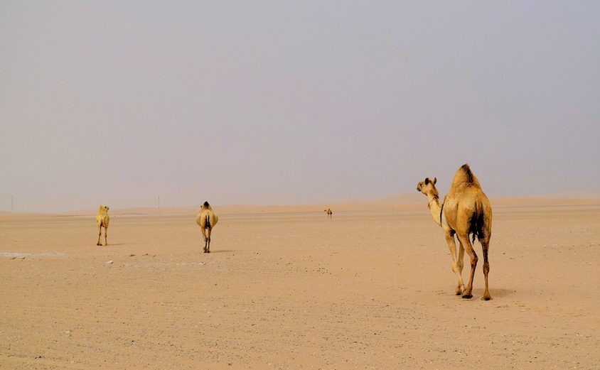 2nd Marylight Wildlife